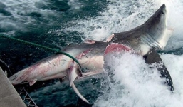 Lộ diện sinh vật bí ẩn ăn thịt cá mập trắng khổng lồ