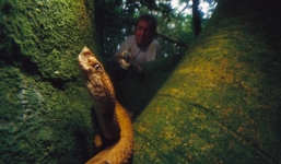 Kinh hãi trước loài rắn độc có nọc làm tan chảy thịt người