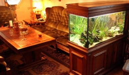 Những kiêng kỵ khi đặt bể cá cảnh trong nhà