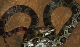 Bí ẩn cặp rắn khổng lồ bò vào chùa nghe tụng kinh, gõ mõ