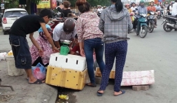 Cua biển 50.000 đồng/con ở Hà Nội có nguồn gốc từ đâu?