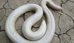 Cận cảnh rắn bạch tạng ở miền Tây