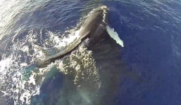 Cảnh tượng kỳ thú cá voi mẹ cõng con 'bay' trên mặt nước