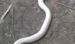Phát hiện rắn trắng toát nằm phơi nắng tại Cần Thơ