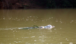 Hàng trăm người dân xem xác người phụ nữ chỉ mặc áo ngực trôi sông