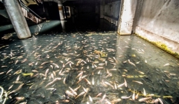 Cận cảnh bể cá khổng lồ trong siêu thị bỏ hoang lớn nhất Thái Lan