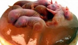 Top 5 món ăn rùng rợn vẫn đắt khách trên thế giới