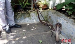 Nắng nóng kỷ lục, rắn bò vào nhà dân 'nghỉ mát'