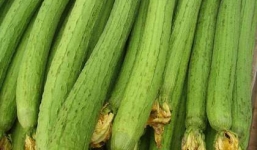 Những bài thuốc chữa bệnh hiệu quả từ mướp hương