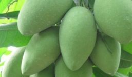 Những lợi ích không ngờ của quả xoài xanh