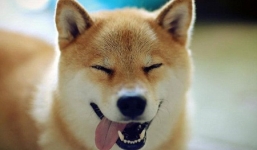 Chú chó hạnh phúc nhất thế giới làm tan chảy trái tim cộng đồng mạng