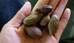 Gần nửa triệu đồng một kg hạt ươi bán ở Hà Nội