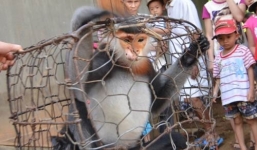 Hàng chục người cầm súng, đuổi bắt vọoc quý hiếm 