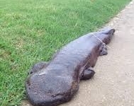 Phát hiện kỳ nhông khổng lồ đi lạc trên bờ sông