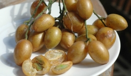 Tác dụng tuyệt vời của quả hồng bì đối với sức khỏe ít người biết