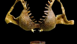 Mãn nhãn với bộ sưu tập áo ngực bằng vỏ sò giá bạc tỷ