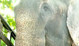 Chú voi rơi lệ khi được tháo xích sau 50 năm bị hành hạ