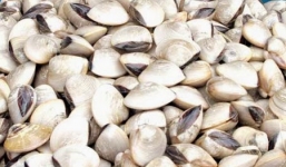 Ai không nên ăn ngao, hến?