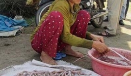 'Thần dược' cho quý ông trước nguy cơ tận diệt bởi thương lái TQ