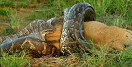 Sư tử suýt mất mạng vì chạm trán với trăn khổng lồ