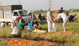 Bất thường: Hàng nghìn thuốc tân dược cho trẻ bị mang đổ xuống cánh đồng