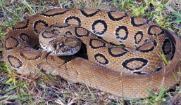 Loài rắn cực độc có khả năng biến người lớn thành... trẻ em ở Ấn Độ