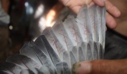 Bắt được chim bồ câu có ký tự lạ giống chữ Trung Quốc