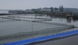 Cháu gái đổ thuốc độc xuống đầm tôm, trại vịt để trả thù dì ruột