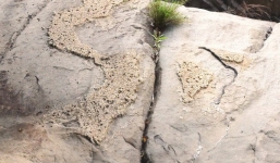 Phát hiện phiến đá nổi hình ảnh bản đồ VN có Trường Sa, Hoàng Sa