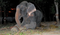 Nước mắt chuyển thành nụ cười của chú voi bị cầm tù suốt 50 năm