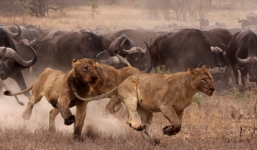 Đàn trâu rừng dũng mãnh húc bay sư tử cứu con
