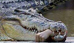 Kinh hãi chứng kiến cá sấu ngoạm tay người lôi xuống hồ