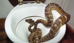 Kinh hãi chứng kiến rắn độc chui lên từ bồn cầu