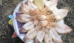 Mực nhỏ bằng 3 đầu ngón tay giá 5.000 đồng/ con khiến dân nhậu 'điên đảo'