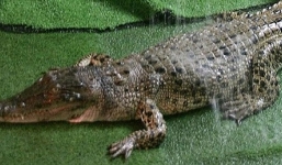 Nghi án máy bay rơi vì... cá sấu!