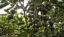 Cây 'tỷ đô' sẽ được phát triển như thế nào?