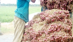 Hơn 20.000 tấn hành tím tồn kho