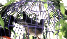 'Gác cu' - nghề chơi lắm công phu