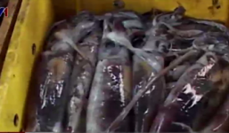 Mực lạ giá siêu rẻ “đổ bộ” các chợ Thừa Thiên Huế