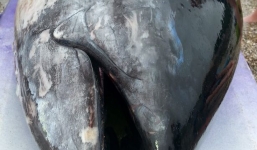 5 cô gái bắt được con cá ngừ khổng lồ trị giá hơn 35 tỷ đồng