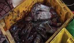 Mực lạ giá rẻ 15.000 đồng/kg từ đâu ra?