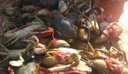 Thực hư tin đồn “cua Trung Quốc lén thả sang VN cho dân bắt”