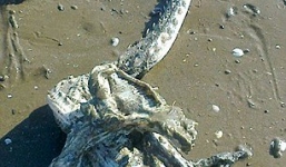 Phát hiện bộ hài cốt 'quái vật' biển kỳ lạ