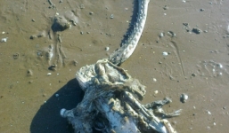 Phát hiện sinh vật kỳ dị dạt vào bờ biển