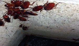 Kinh hãi những bộ xương trắng trong bể nước nhà hàng