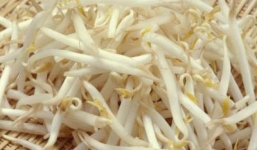 Những lý do bạn nên ăn giá đỗ thường xuyên