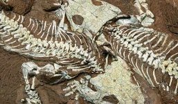 Phát hiện hoá thạch khủng long 4 cánh tại Trung Quốc