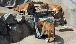 Dùng thú hoang thiết kế quần jean