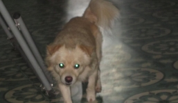 Trắng trợn đường dây trộm chó, đòi tiền chuộc