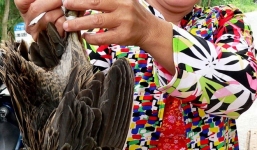 Gác cúm núm bằng băng ghi âm, thu tiền triệu mỗi đêm